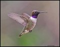 _3SB8523 black-chinned hummingbird